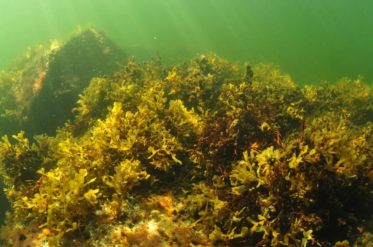 aquatic ecosystems including algae